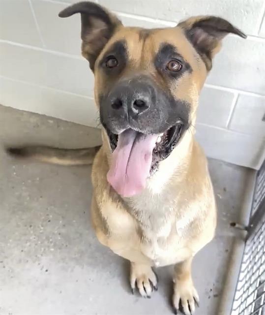 A660653, a Mastiff, available for adoption