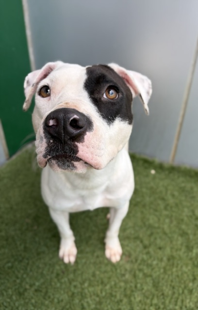 Daisy, a Pit Bull Terrier (mix breed), available for adoption