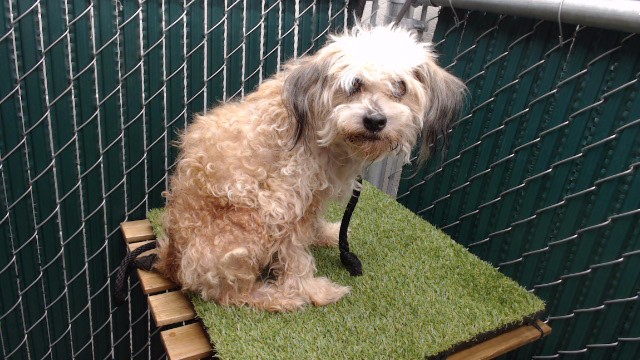 A5803031, a Terrier, available for adoption