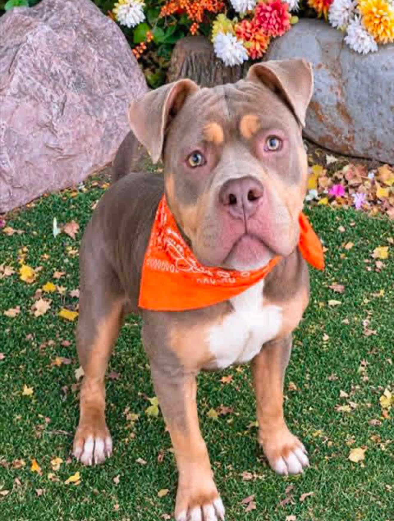 Brandon, a American Bulldog, available for adoption