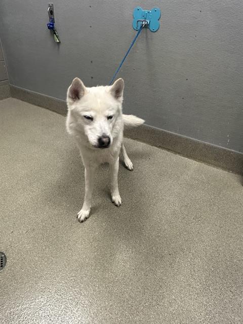 Snowball, a Husky, available for adoption
