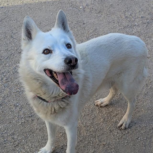 Snowball, a Husky, available for adoption