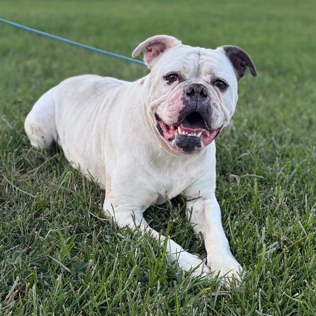 Rowdy, a American Bulldog, available for adoption