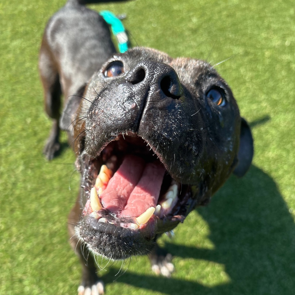 Lila, a Pit Bull Terrier, available for adoption