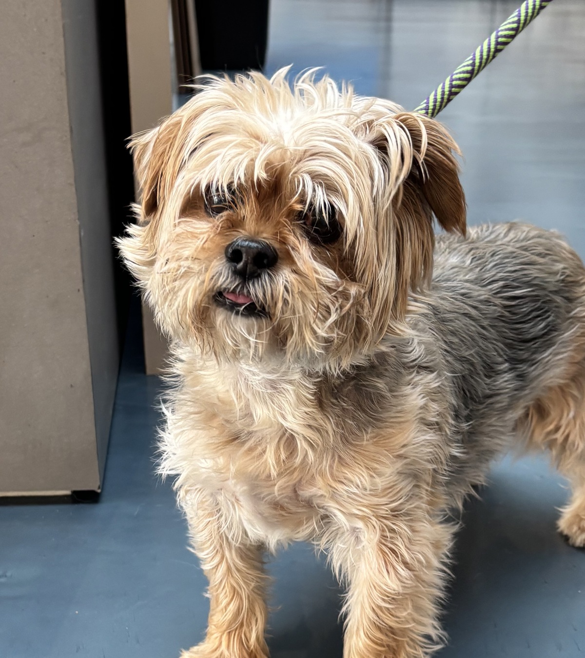 Toffee, a Norfolk Terrier, available for adoption