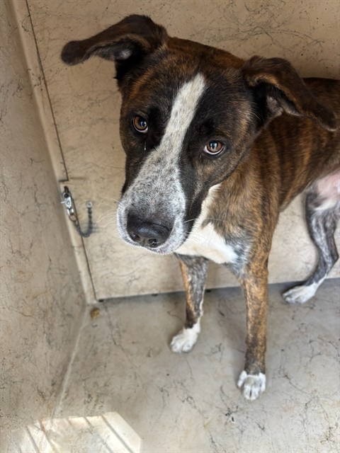 A481435A481435, a Labrador Retriever (mix breed), available for adoption