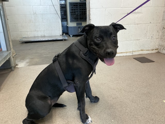 Annie, a Pit Bull Terrier (mix breed), available for adoption