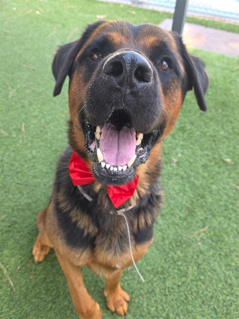 Al, a Rottweiler, available for adoption
