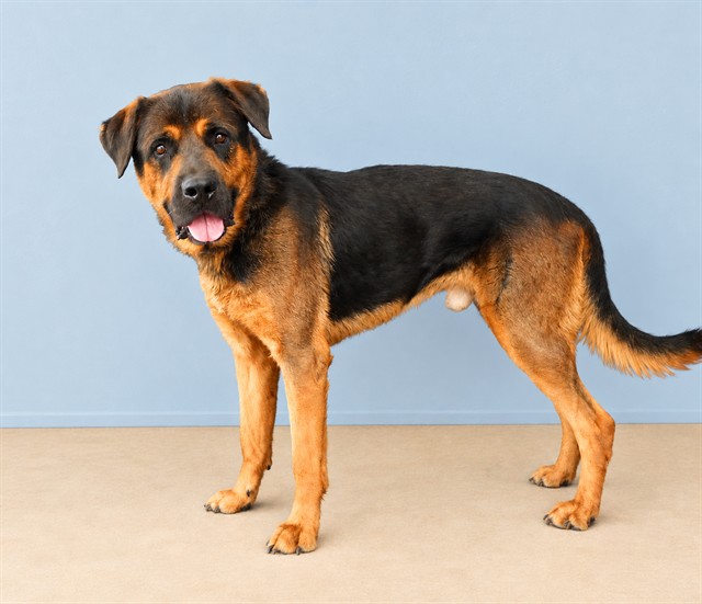 Al, a Rottweiler, available for adoption