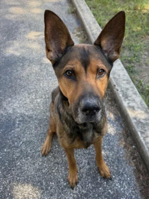 Arthur, a German Shepherd (mix breed), available for adoption