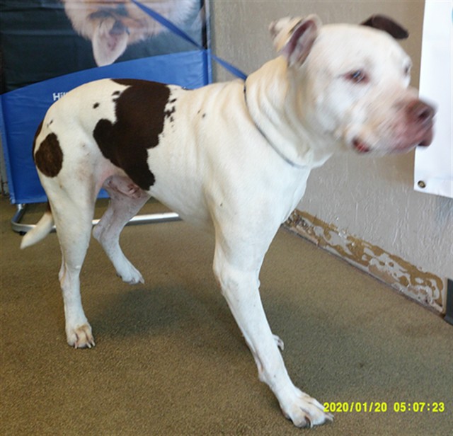 A481635, a Pit Bull Terrier (mix breed), available for adoption