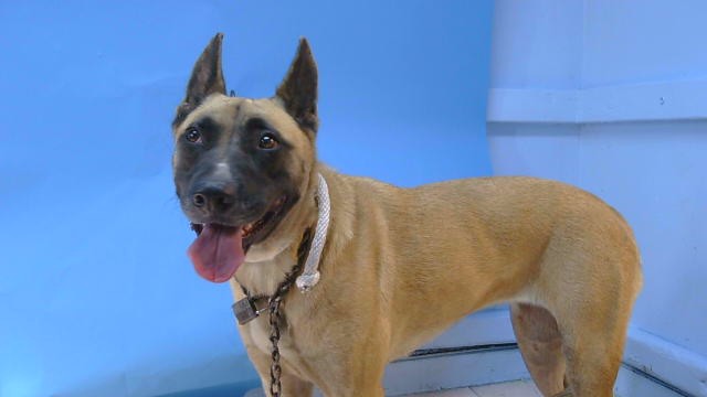 Princess, a German Shepherd, available for adoption