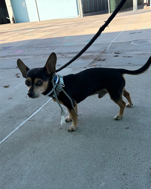 A5805703, a Chihuahua, available for adoption