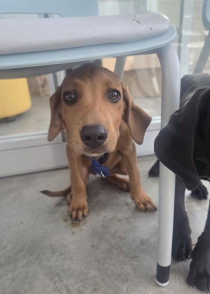 Delilah, a Retriever, available for adoption