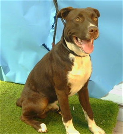A5806749, a Bullmastiff, available for adoption