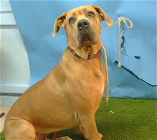 A5806807, a Mastiff, available for adoption