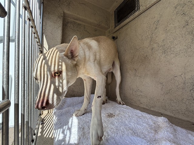 A481874, a White German Shepherd (mix breed), available for adoption