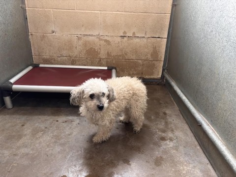 Baby, a Poodle (mix breed), available for adoption