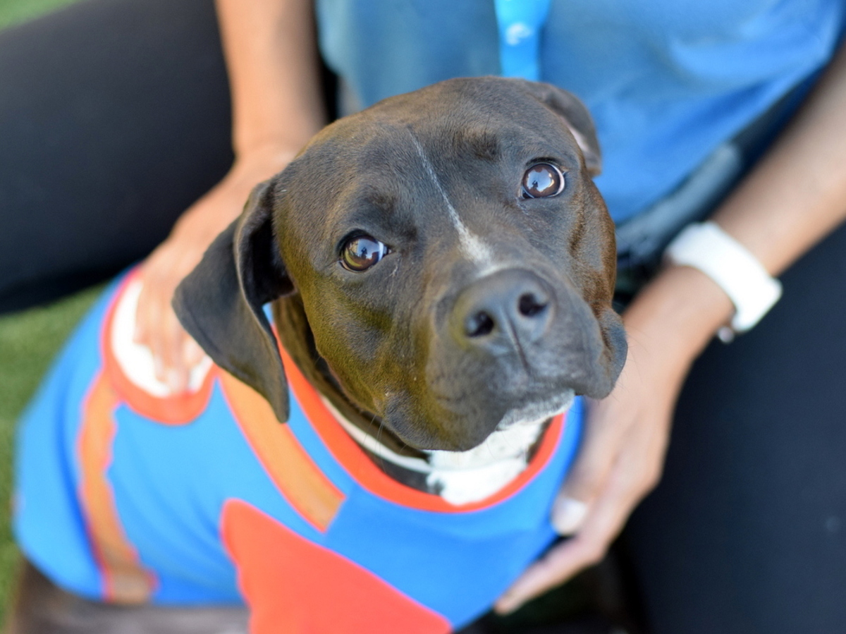 Maspeth, a Pit Bull Terrier, available for adoption