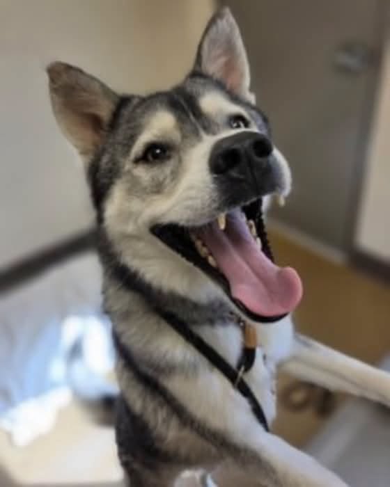 Thunder, a Husky, available for adoption