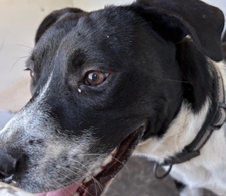 A035416, a English Pointer (mix breed), available for adoption