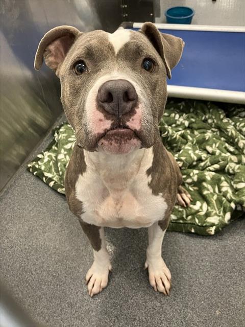 Tauro, a Pit Bull Terrier (mix breed), available for adoption