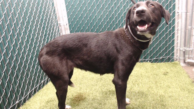 Flower, a German Shepherd, available for adoption