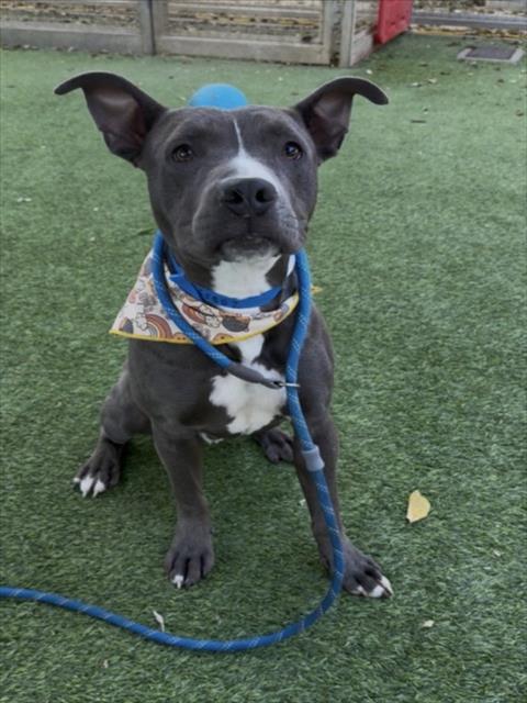 Bogey, a Pit Bull Terrier (mix breed), available for adoption