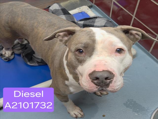 Diesel, a Staffordshire Bull Terrier (mix breed), available for adoption