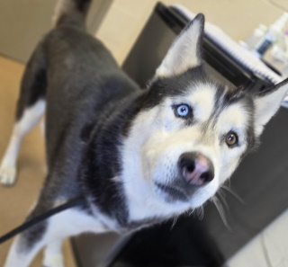 Blitz, a Siberian Husky, available for adoption