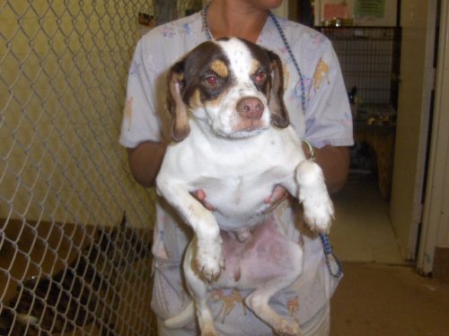 Main Photo of this Dog