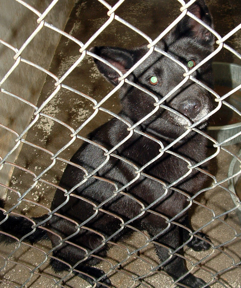 Main Photo of this Dog