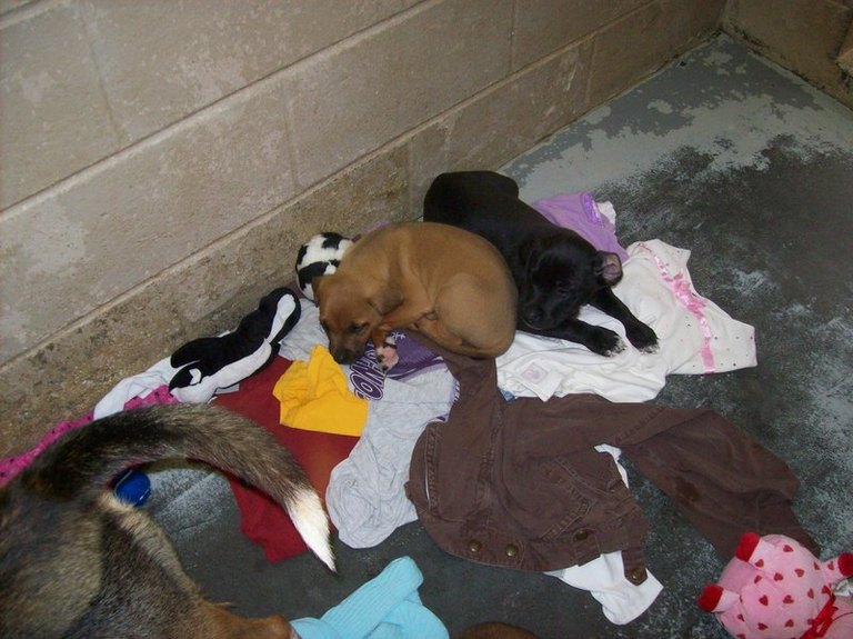 Other Photos of thie Dog