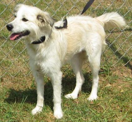 Other Photos of thie Dog