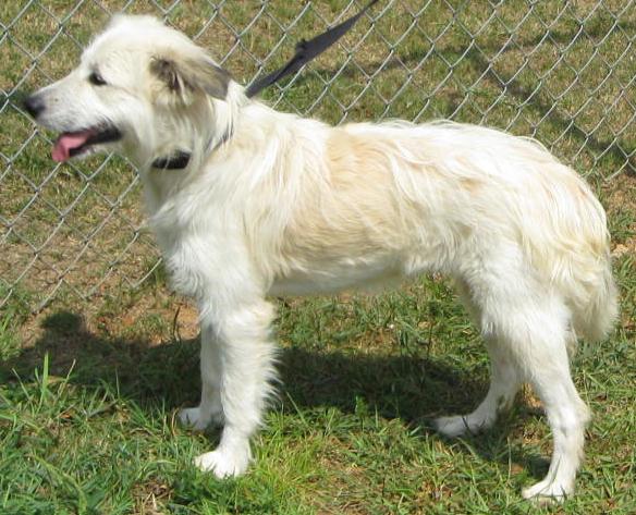 Other Photos of thie Dog