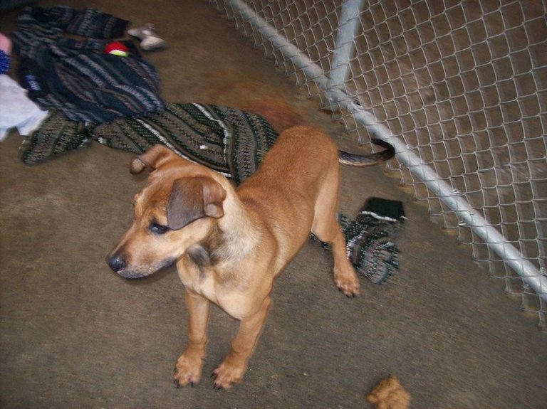 Other Photos of thie Dog