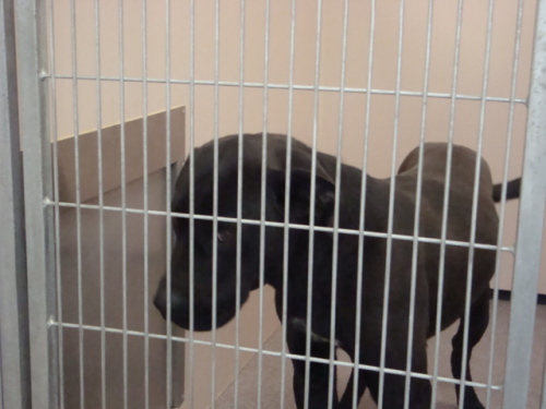 Other Photos of thie Dog