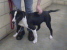 Other Photos of thie Dog