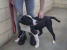 Other Photos of thie Dog
