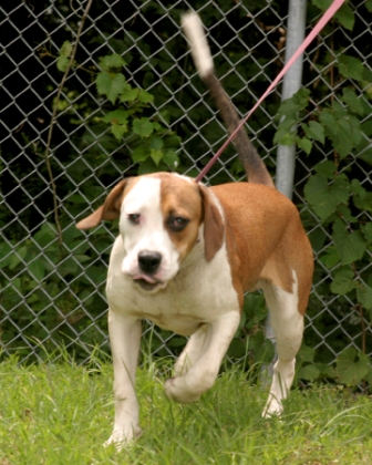 Other Photos of thie Dog