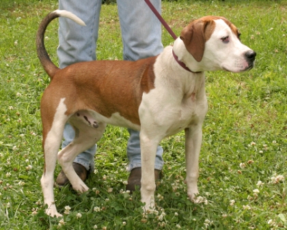 Other Photos of thie Dog