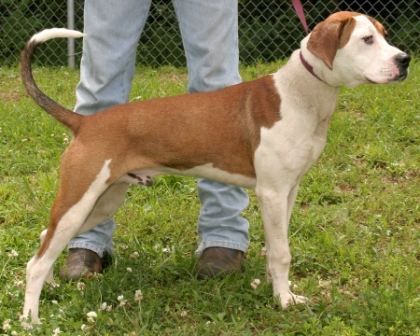 Other Photos of thie Dog