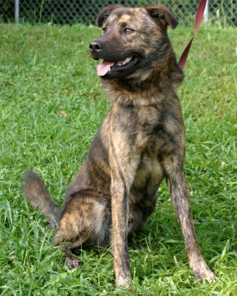 Other Photos of thie Dog