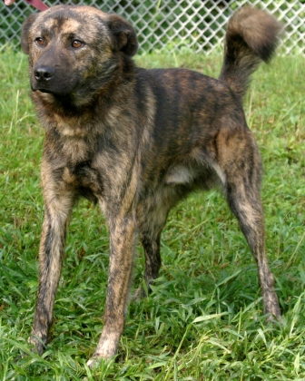 Other Photos of thie Dog