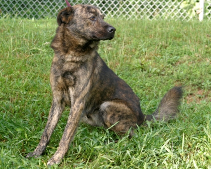 Other Photos of thie Dog