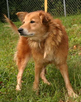 Other Photos of thie Dog
