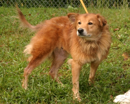 Other Photos of thie Dog