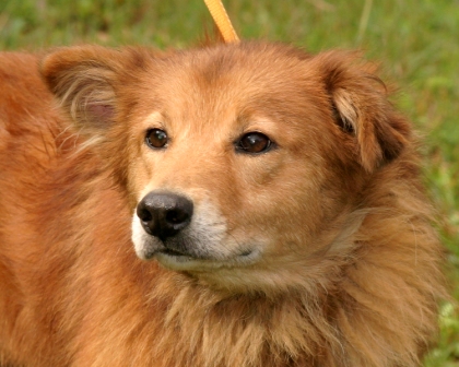Other Photos of thie Dog