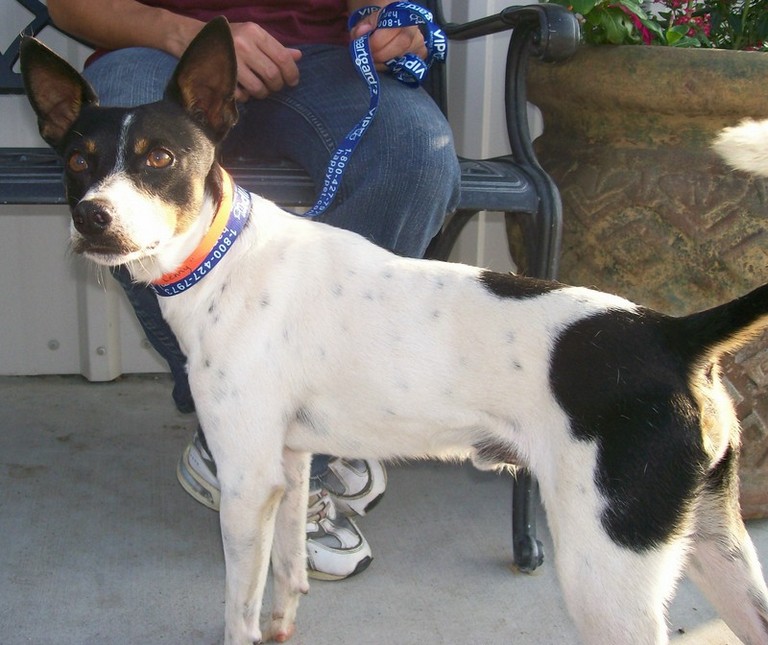 Other Photos of thie Dog