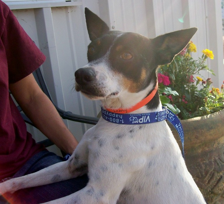 Other Photos of thie Dog